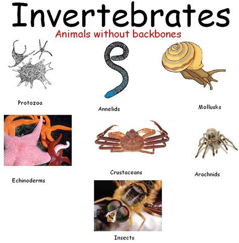 What are the 5 main invertebrates?